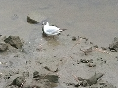 Chroicocephalus ridibundus