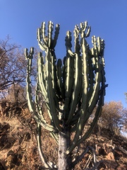 Euphorbia confinalis