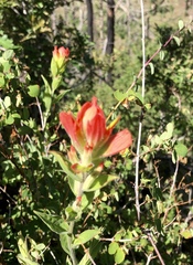 Castilleja nelsonii
