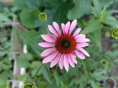 Echinacea purpurea