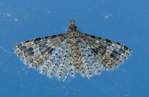 Twenty-plume Moth photo 4