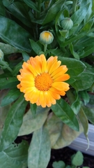 Calendula officinalis