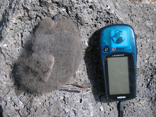 Oceanodroma observed 2007-03-22