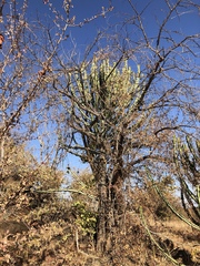 Euphorbia confinalis