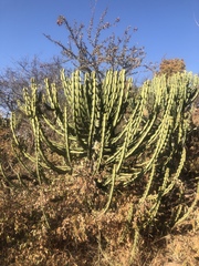 Euphorbia confinalis