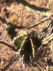 Euphorbia confinalis
