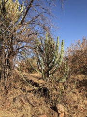 Euphorbia confinalis