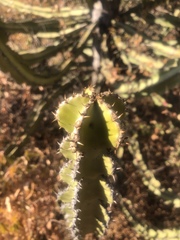 Euphorbia confinalis