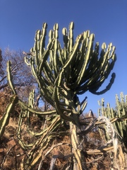Euphorbia confinalis