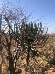 Euphorbia confinalis