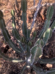 Euphorbia confinalis