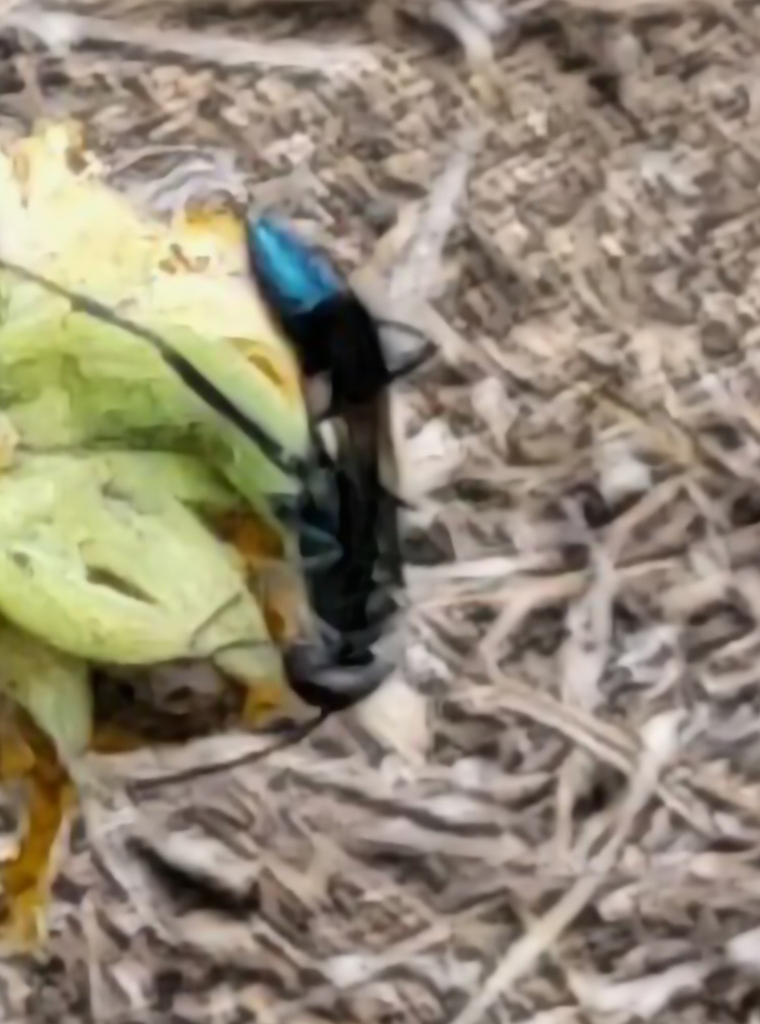 Oriental Mud-dauber Wasp