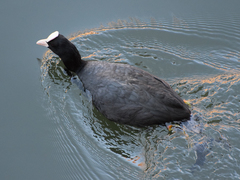 Fulica atra