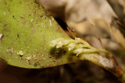 Perpusilliflora Orchid