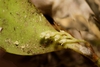 Stelis perpusilliflora - Photo (c) Joshua Hall, some rights reserved (CC BY-NC), uploaded by Joshua Hall