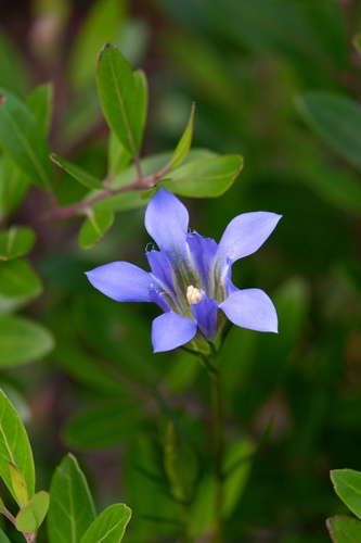 Image of Gentiana autumnalis by (c) Bonnie Semmling, some rights reserved (CC BY)