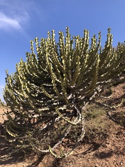 Euphorbia cooperi image