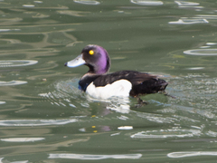 Aythya fuligula