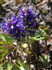 Veronica utahensis