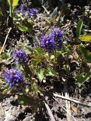 Veronica utahensis