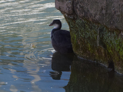 Fulica atra