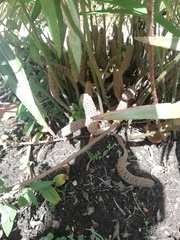 Zamia loddigesii