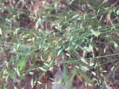 Poa interior