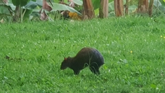 Dasyprocta variegata