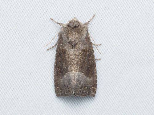 Stalk Borer Moth