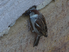 Passer domesticus