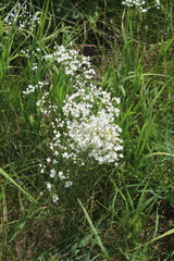 Eremogone longifolia