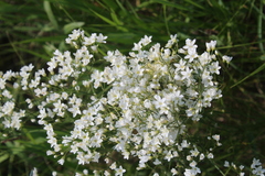 Eremogone longifolia