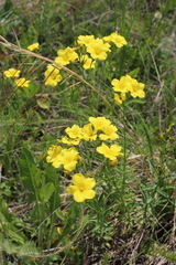 Linum flavum