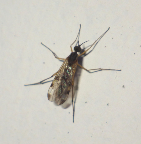 Sylvicola zetterstedti