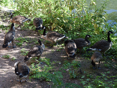 Branta canadensis