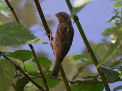 Passer domesticus
