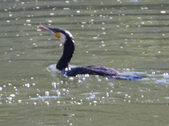 Phalacrocorax carbo