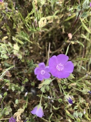 Eremalche parryi kernensis