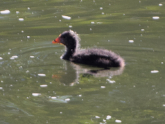 Gallinula chloropus