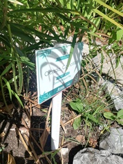 Zamia loddigesii