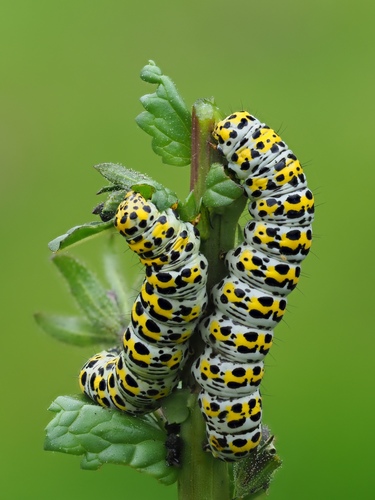 Mullein Moth