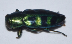 Chrysobothris frontiscalla