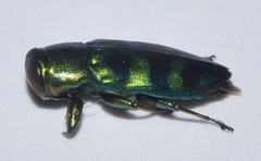 Chrysobothris frontiscalla