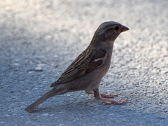 Passer domesticus