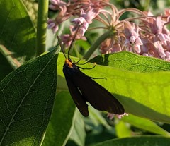 Ctenucha