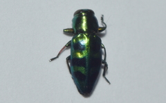 Chrysobothris frontiscalla