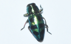 Chrysobothris frontiscalla