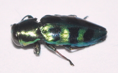 Chrysobothris frontiscalla