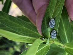 Rhyssomatus lineaticollis