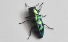 Chrysobothris frontiscalla
